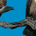 Granicus007 profile picture