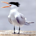 TERN profile picture