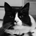 Curiosity Killed The Cat profile picture