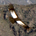 birder profile picture