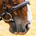 snafflebit profile picture
