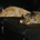 rational_1998 profile picture