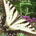 Bonaire profile picture