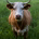 JGC67 profile picture