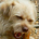 cymbalta profile picture