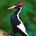 IBWO profile picture