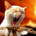 Chatos profile picture