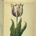 Infitialis profile picture