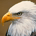 bikeeagle1 profile picture