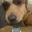 The Dividend Dog profile picture
