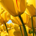 packur profile picture