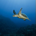 Sea turtle profile picture