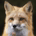 Finnvestor77 profile picture