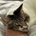 brightlake profile picture