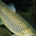 Salmo trutta profile picture