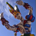 Chimpster profile picture
