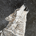 Lone Wolf Capital profile picture