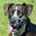 Catahoula profile picture