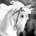 baroquenhorse profile picture
