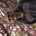 devesh.shah profile picture