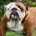 The Bulldog Investor profile picture