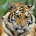 TigerCub911 profile picture