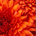 Fireball Dividend Germany profile picture
