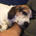 LarryBeagle profile picture