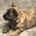 Shepferg2 profile picture