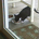Calico Cat profile picture