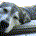 say_here profile picture