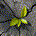 Legend of the Growth Investor profile picture