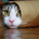 packrat35 profile picture