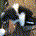 Mergatroid profile picture