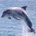 Dividend Dolphin profile picture