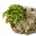 moss rock profile picture