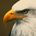 Eagle Investing profile picture