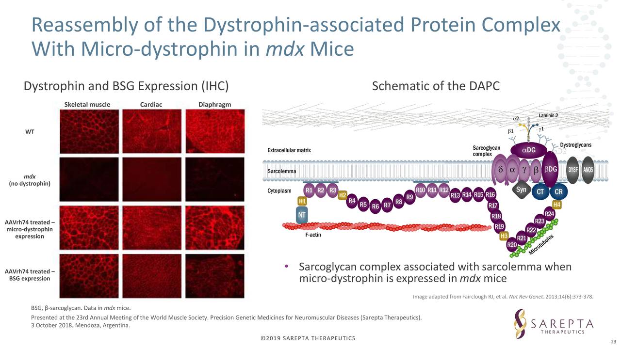 Sarepta Therapeutics (SRPT) Presents At Annual Meeting of the American