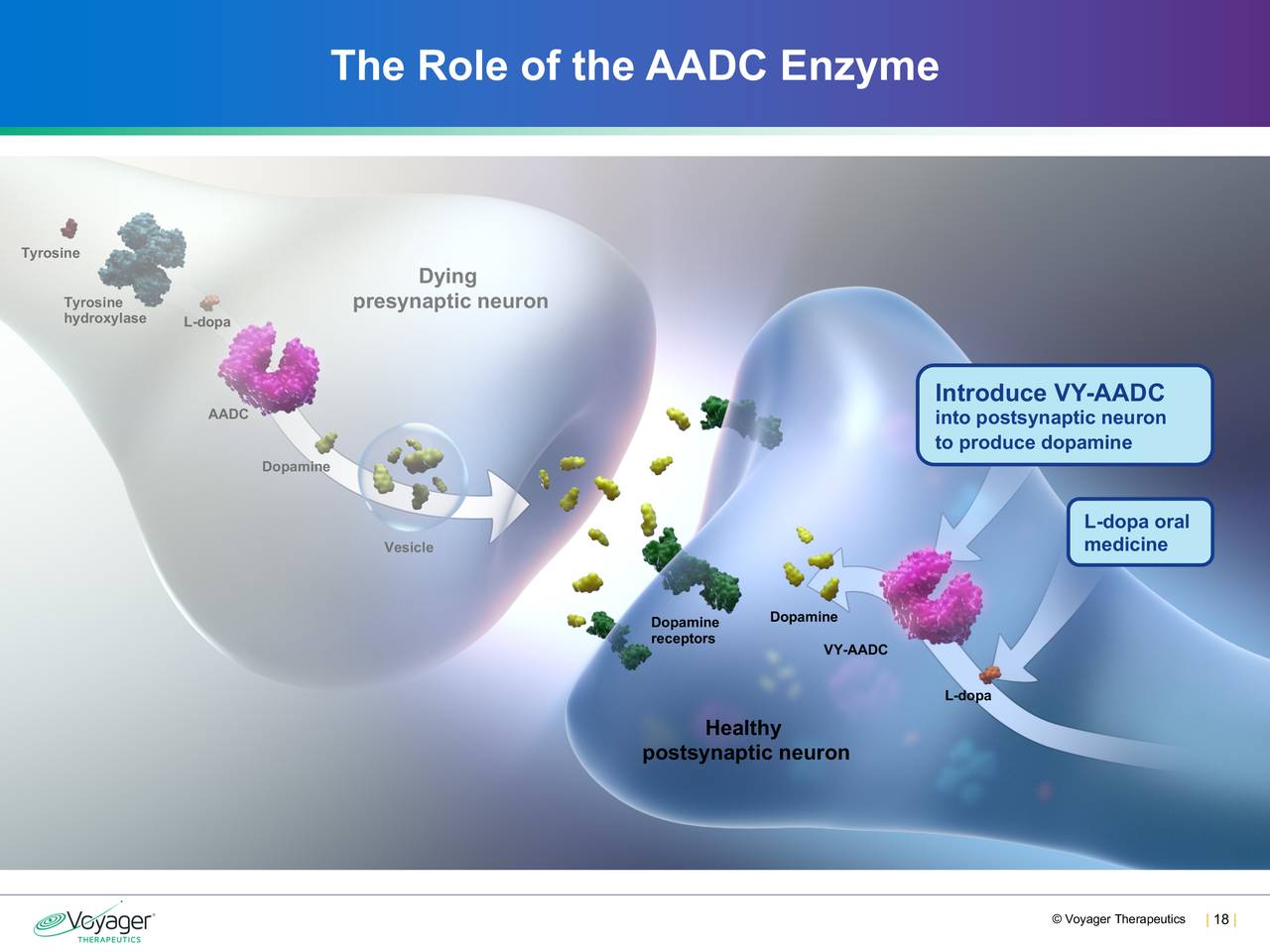 The Role of the AADC Enzyme