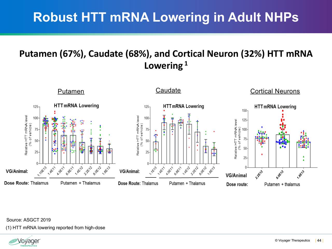 Robust HTT mRNA Lowering in Adult NHPs