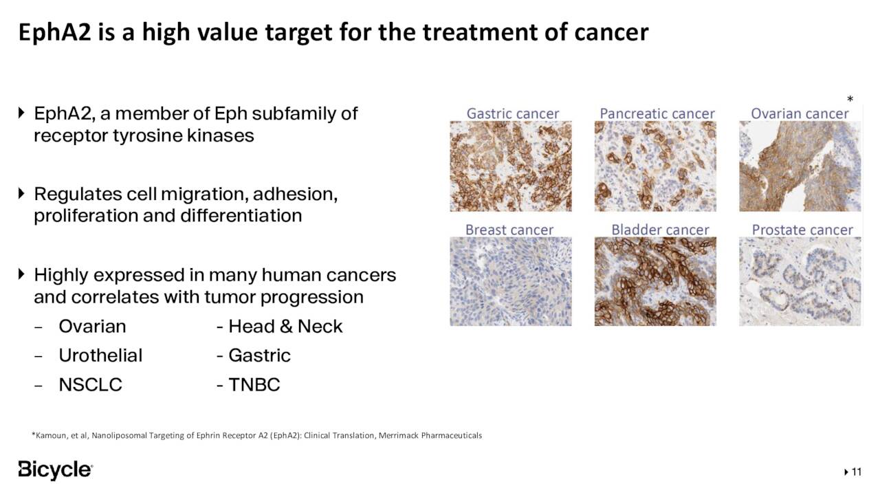 EphA2 is a high value target for the treatment of cancer