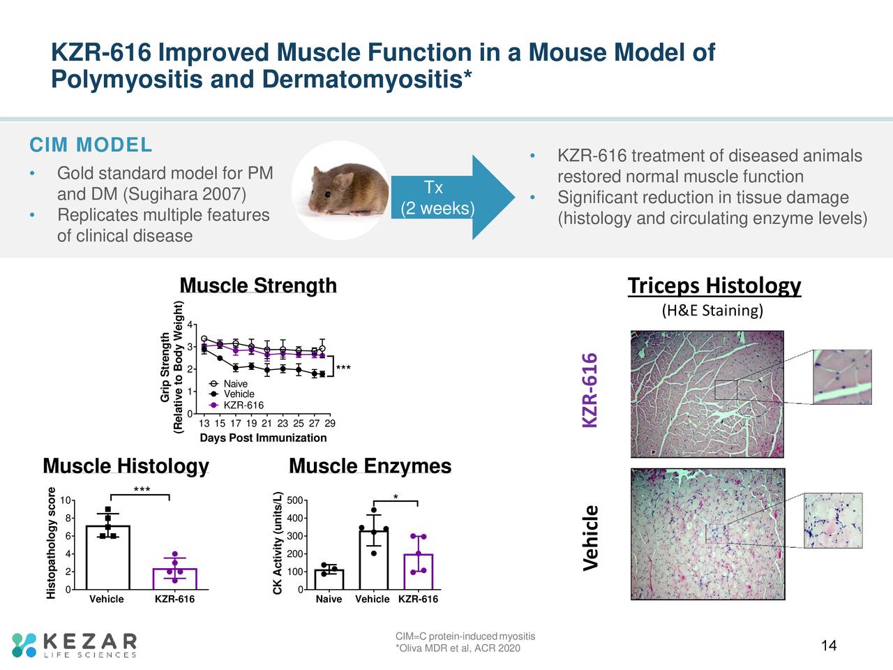 KZR-616 Improved Muscle Function in a Mouse Model of