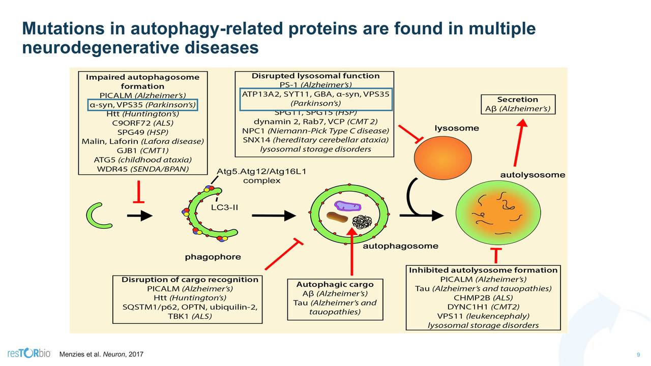 Mutations in autophagy-related proteins are found in multiple