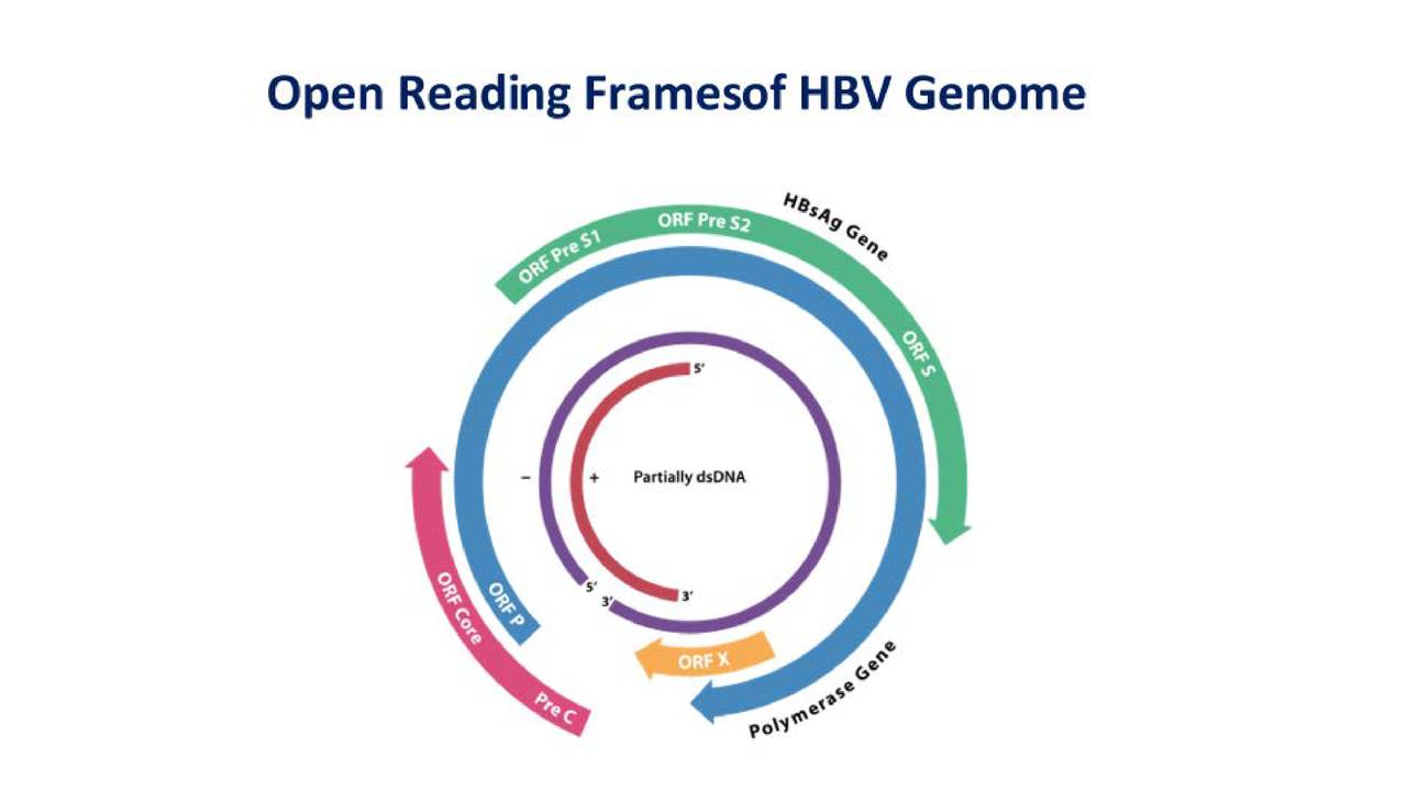 C open read. ORF устройство. Precore область в геноме. ORF Fusion. Open-read frames.